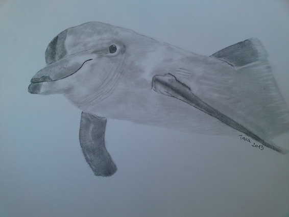 Delfín - kresba Tara
