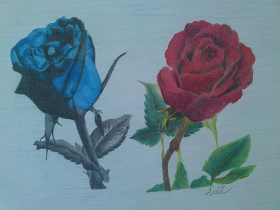 Růže - kresba Anéz